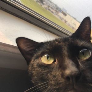 Meet your Posher, Alfred